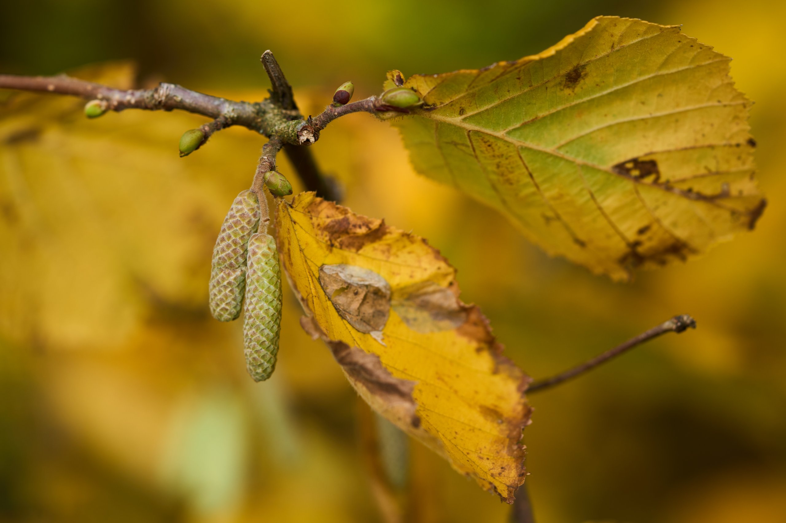 2025 11 02 Gruga 0036